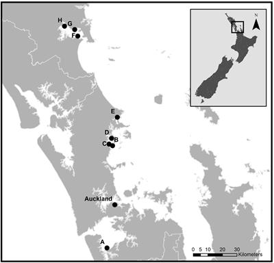 Effect of Nutrient Enrichment and Turbidity on Interactions Between Microphytobenthos and a Key Bivalve: Implications for Higher Trophic Levels